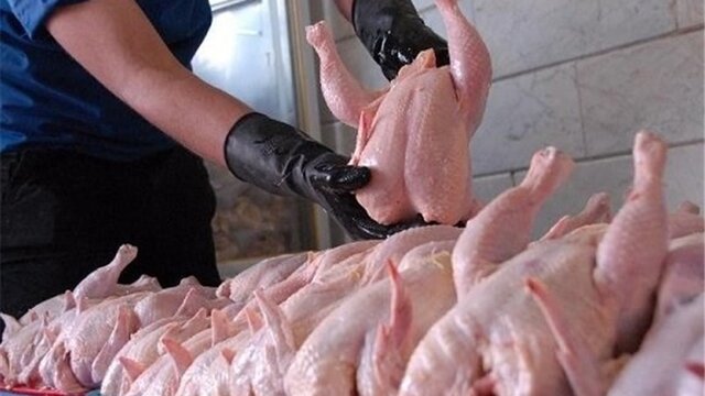 تشکیل ۲۰۰ پرونده تعزیراتی برای متخلفان عرضه مرغ در آذربایجان غربی