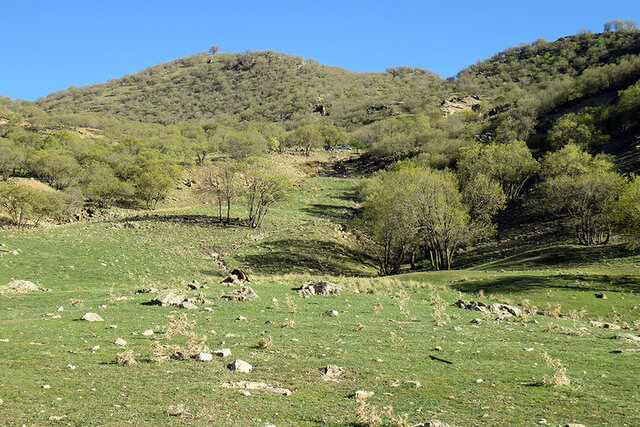 شناسایی ۵۰ هزار هکتار ذخیره گاه مرتعی در آذربایجان غربی طی سالجاری