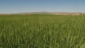 فعلا آثار خشکسالی در دیم زارهای آذربایجان غربی مشهود نیست