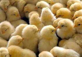 افزایش ماهانه یک میلیون جوجه ریزی در مرغداری های آذربایجان غربی
