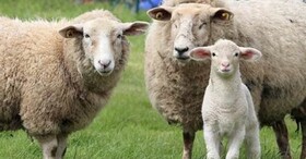 تولید گوشت قرمز در شوط افزایش می یابد