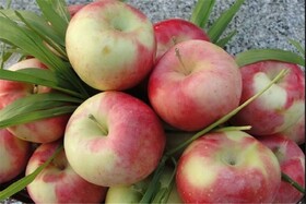 امسال ۱۹۰ هزار تن سیب تابستانه از باغات آذربایجان غربی برداشت می شود 