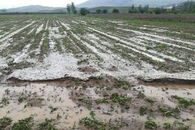 خسارت ۱۷۳۱ میلیارد تومانی حوادث غیرمترقبه به بخش کشاورزی آذربایجان غربی
