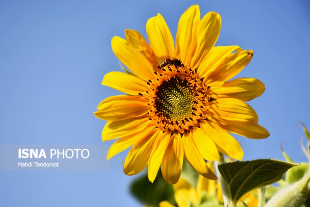 خودنمایی آفتابگردانها در ماکو