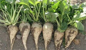 کم آبی و بلایی که بر سر چغندرقندهای آذربایجان غربی نازل شد