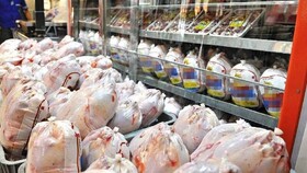 عرضه ۲۵۶ تُن مرغ در بازار آذربایجان غربی