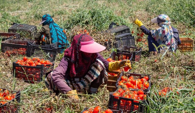 گردش مالی بخش کشاورزی آذربایجان غربی بیش از ۷۰ هزار میلیارد تومان است