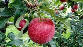 روند صادرات سیب آذربایجان غربی کند است