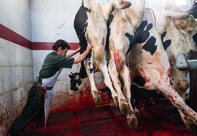 استاندارد کشتارگاه ارومیه ارتقا یابد استاندارد کشتارگاه ارومیه ارتقا یابد
