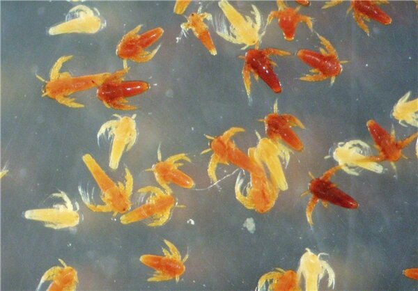 جانداری بی جان در دریاچه ارومیه