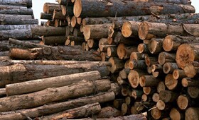 کشف محموله ۱.۵ تنی الوار چوب قاچاق در پلدشت