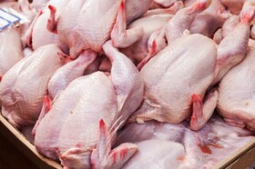 کمبود گوشت مرغ در آذربایجان غربی نخواهیم داشت