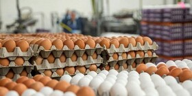 توزیع ۱۰۰ تٰن تخم مرغ وارداتی در بازار آذربایجان غربی