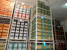 ذخیره سازی ۲۸۰ هزار تن سیب در سردخانه های آذربایجان غربی