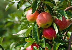 سیاستی راهبردی برای تولید سیب در آذربایجان غربی اعمال شود