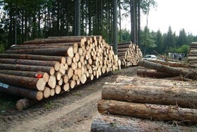استحصال ۲۶۰ هزار مترمکعب چوب در آذربایجان غربی