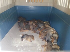 کشف ۳۲ بطانه سنجاب در سردشت