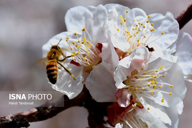 بهار در ماکو