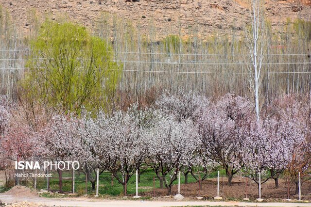 بهار در ماکو