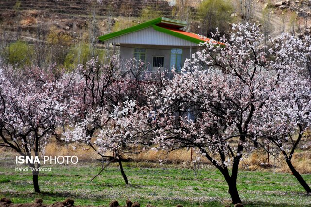 بهار در ماکو