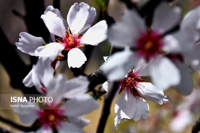 بهار در ماکو