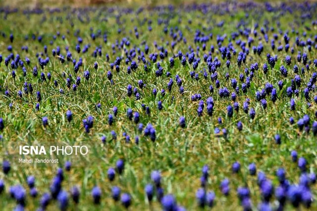 بهار در ماکو