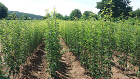 نهالهایی که از سراسر کشور مشتری دارند