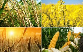 پیش بینی کشت بیش از ۲۷۰ هزار هکتار محصولات زراعی بهاره در آذربایجان غربی