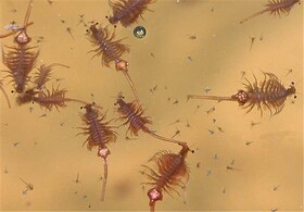 حمایت از سرمایه گذاری برای پرورش آرتمیا در در مناطق مستعد حاشیه دریاچه ارومیه