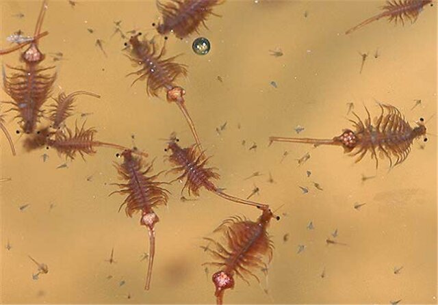 حمایت از سرمایه گذاری برای پرورش آرتمیا در در مناطق مستعد حاشیه دریاچه ارومیه 