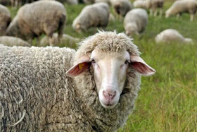 آغاز توزیع گوسفند نژاد سنجابی بین دامداران کرمانشاه برای حفظ ذخیره ژنتیکی