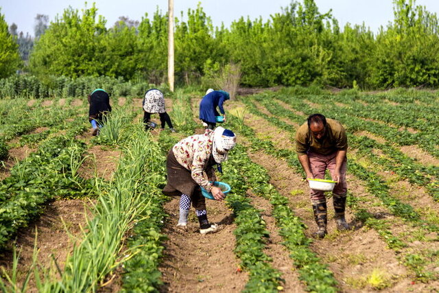 حرکت قطار توسعه در آذربایجان غربی بر ریل کشاورزی 