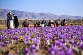 برداشت ۲۰۰۰ کیلوگرم زعفران خشک از مزارع بهاباد یزد