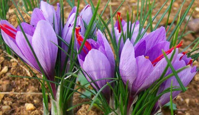 کشت گونه ای امید بخش برای دریاچه ارومیه و جای خالی حمایتها! 