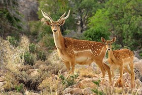 ایجاد سایت گوزن زرد در لرستان