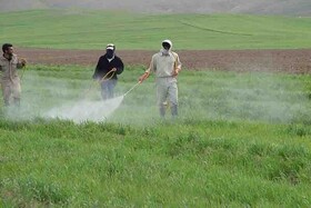 مبارزه با آفت سن گندم در ۲۱۱ هزار هکتار از اراضی آذربایجان غربی