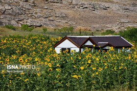 خودنمایی آفتابگردان ها در منطقه آزاد ماکو