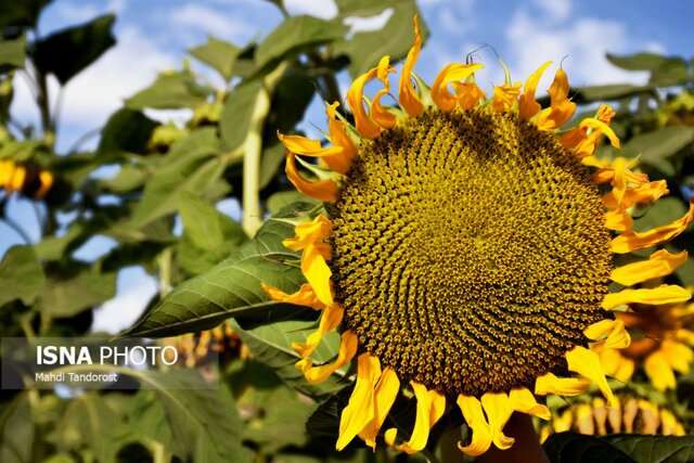 خودنمایی آفتابگردان ها در منطقه آزاد ماکو