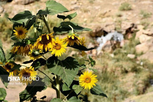 خودنمایی آفتابگردان ها در منطقه آزاد ماکو