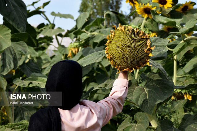 خودنمایی آفتابگردان ها در منطقه آزاد ماکو