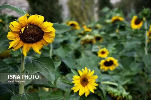 خودنمایی آفتابگردان ها در منطقه آزاد ماکو