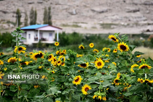 خودنمایی آفتابگردان ها در منطقه آزاد ماکو