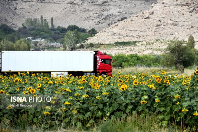 خودنمایی آفتابگردان ها در منطقه آزاد ماکو