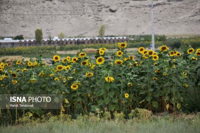 خودنمایی آفتابگردان ها در منطقه آزاد ماکو