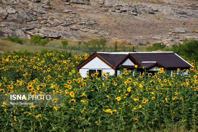 خودنمایی آفتابگردان ها در منطقه آزاد ماکو