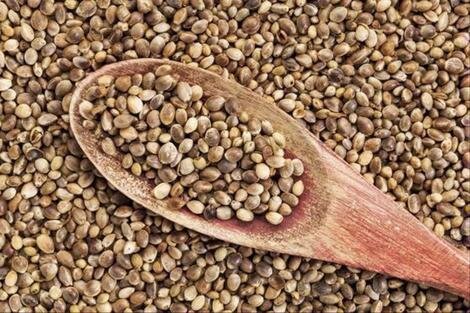 ضبط ۵۰ تن دانه خام گیاه شاهدانه در آذربایجانغربی ضبط ۵۰ تن دانه خام گیاه شاهدانه در آذربایجانغربی