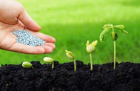 صدور بیش از ۹۲ هزار حواله انواع کود کشاورزی در آذربایجان غربی 
