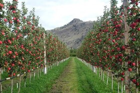 آذربایجان غربی در مسیر ‌حرکت به سمت توسعه عمودی باغات است