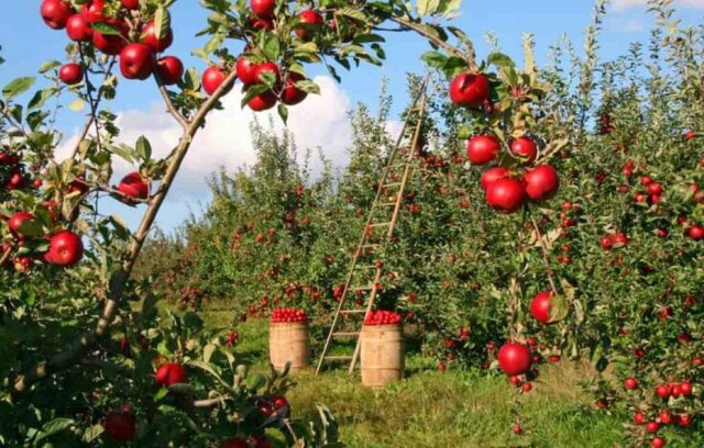 از باغ تا کارخانه/ فرصت‌ها و چالش‌های تولید میوه‌های تابستانه در آذربایجان‌غربی