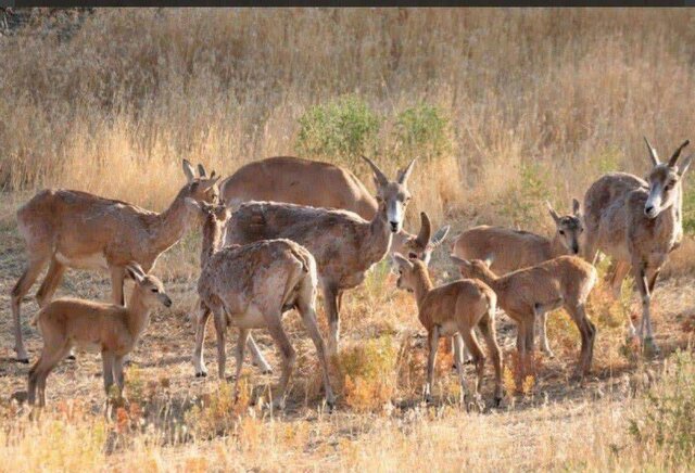 کاهش منابع آبی، تهدیدی جدی برای حیاتوحش جزایر دریاچه ارومیه کاهش منابع آبی، تهدیدی جدی برای حیاتوحش جزایر دریاچه ارومیه